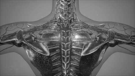 Menschlicher-Körper-Mit-Sichtbaren-Skelettknochen